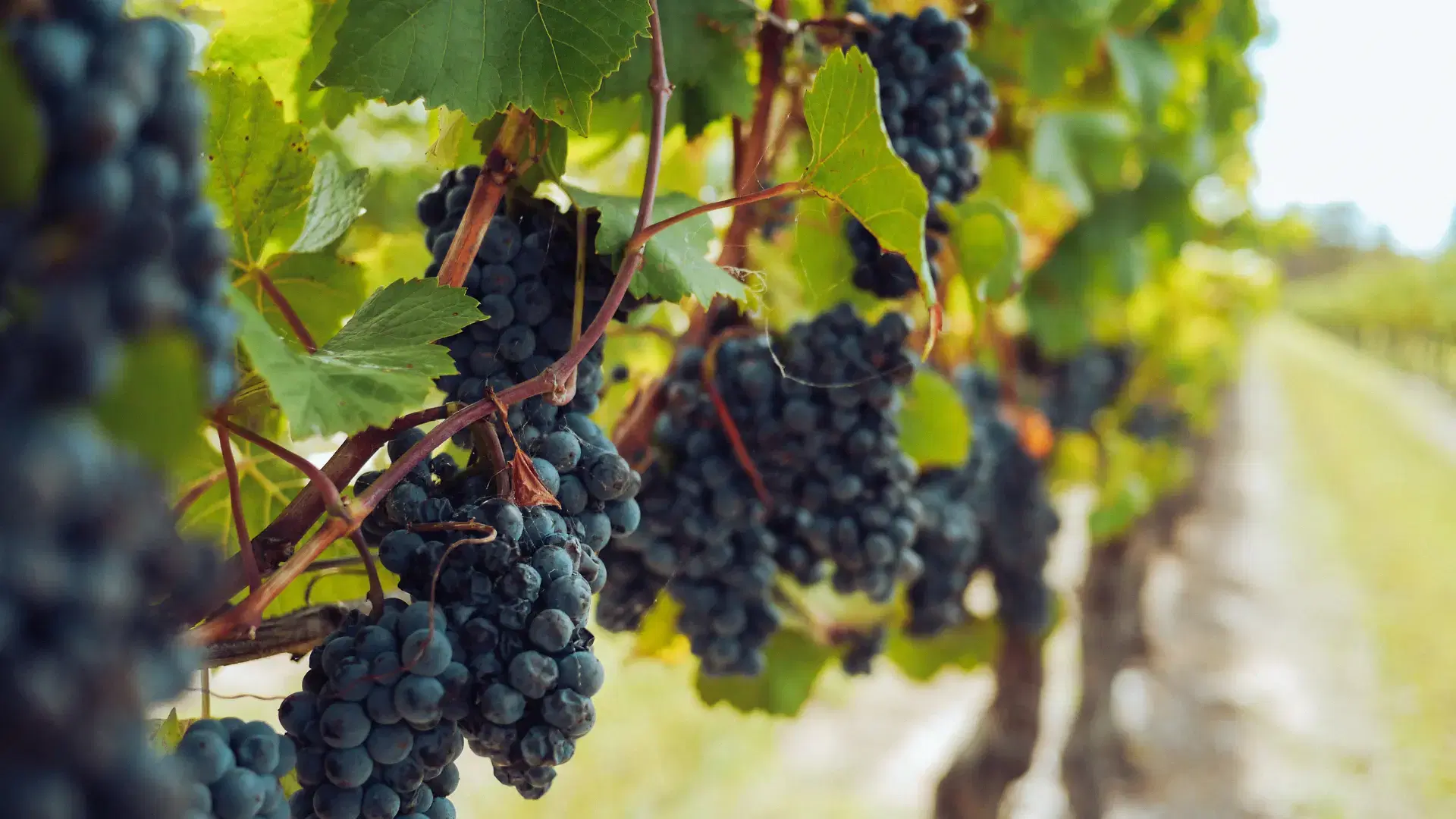 Vineyard in Champagne region showcasing the beautiful landscape of Benoît Dinvaut vineyards